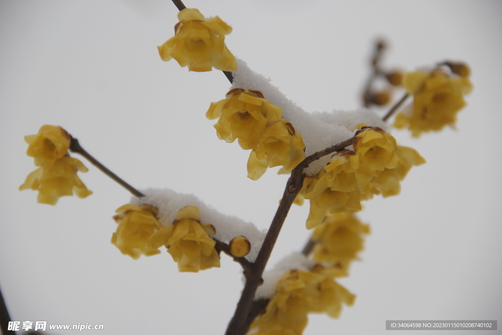 腊梅迎春雪