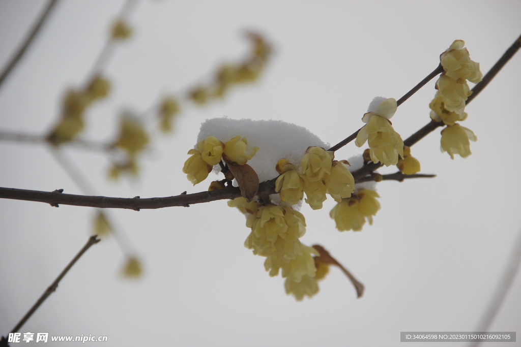 腊梅积雪