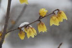 腊梅花