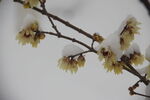 腊梅瑞雪