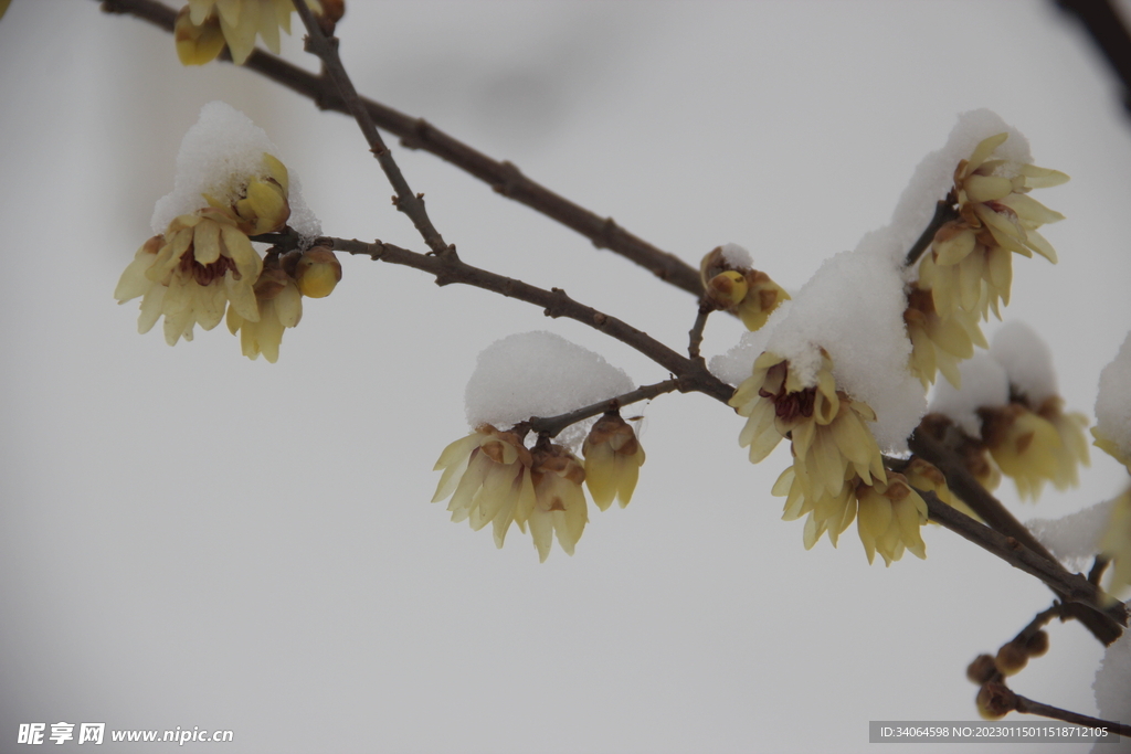 腊梅瑞雪