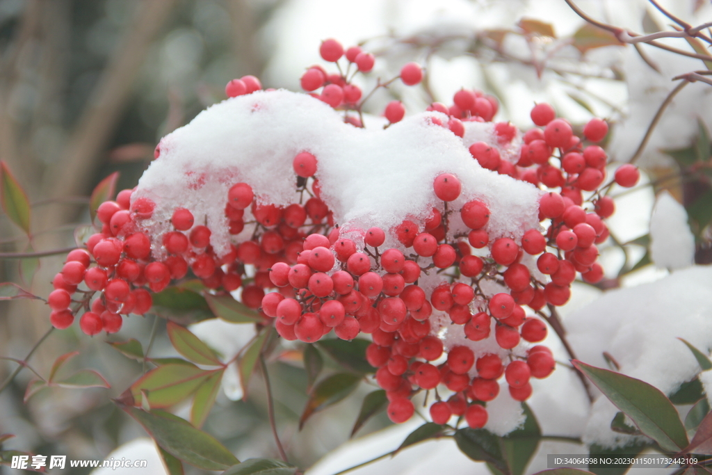 红豆白雪