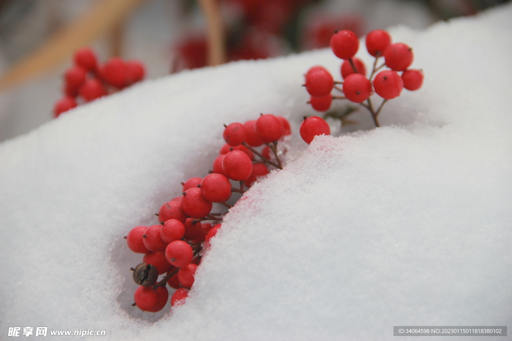 积雪白雪红豆