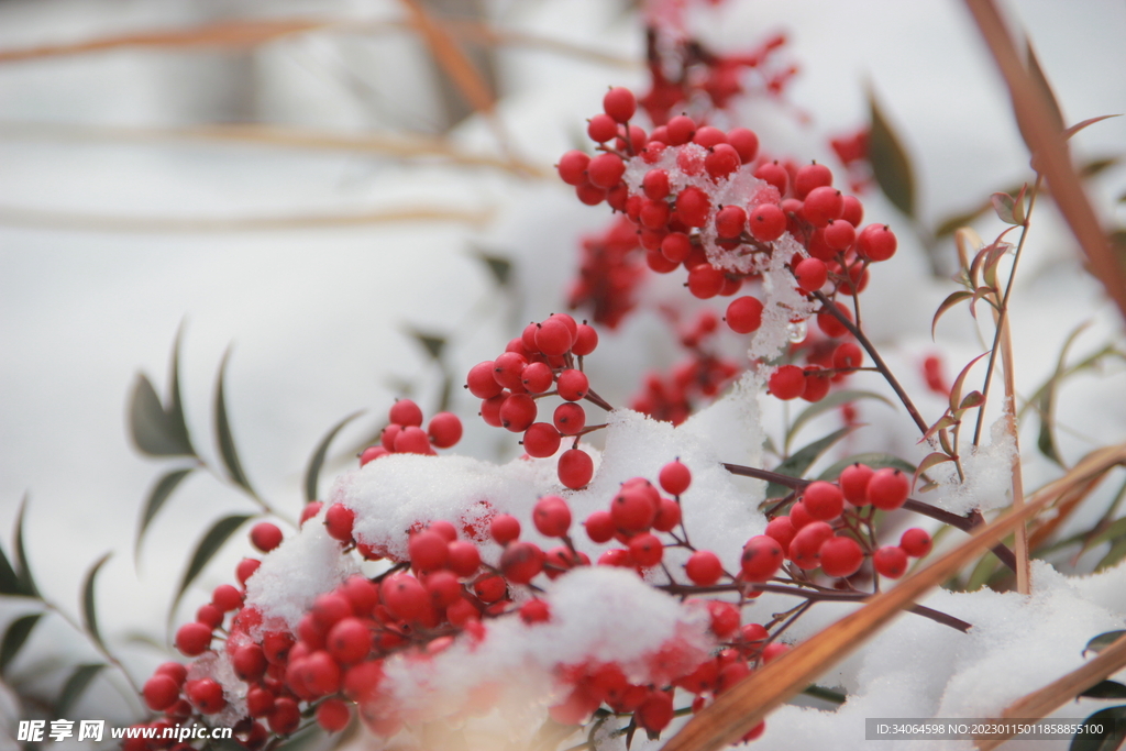 皑皑白雪红豆