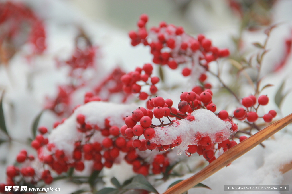 红豆与雪景