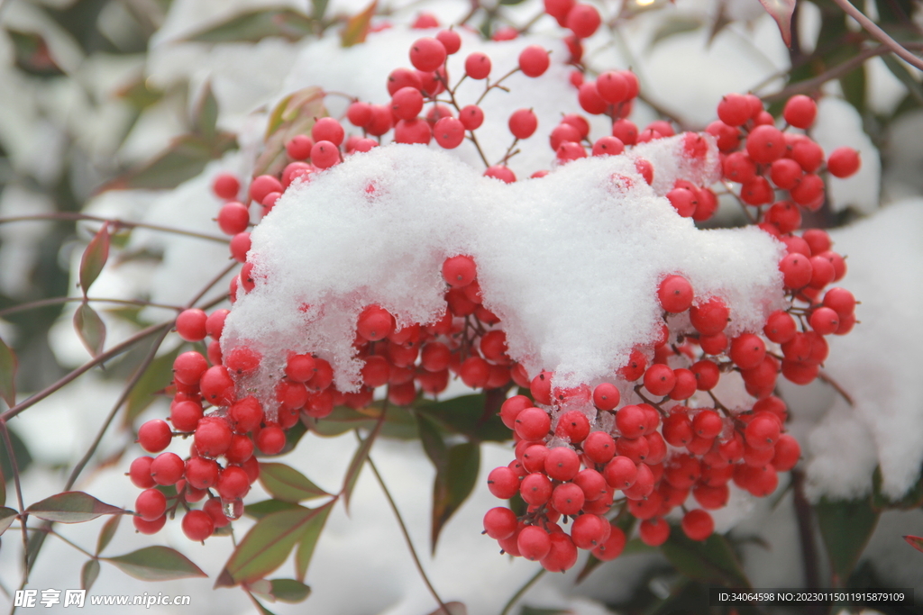 雪景红豆