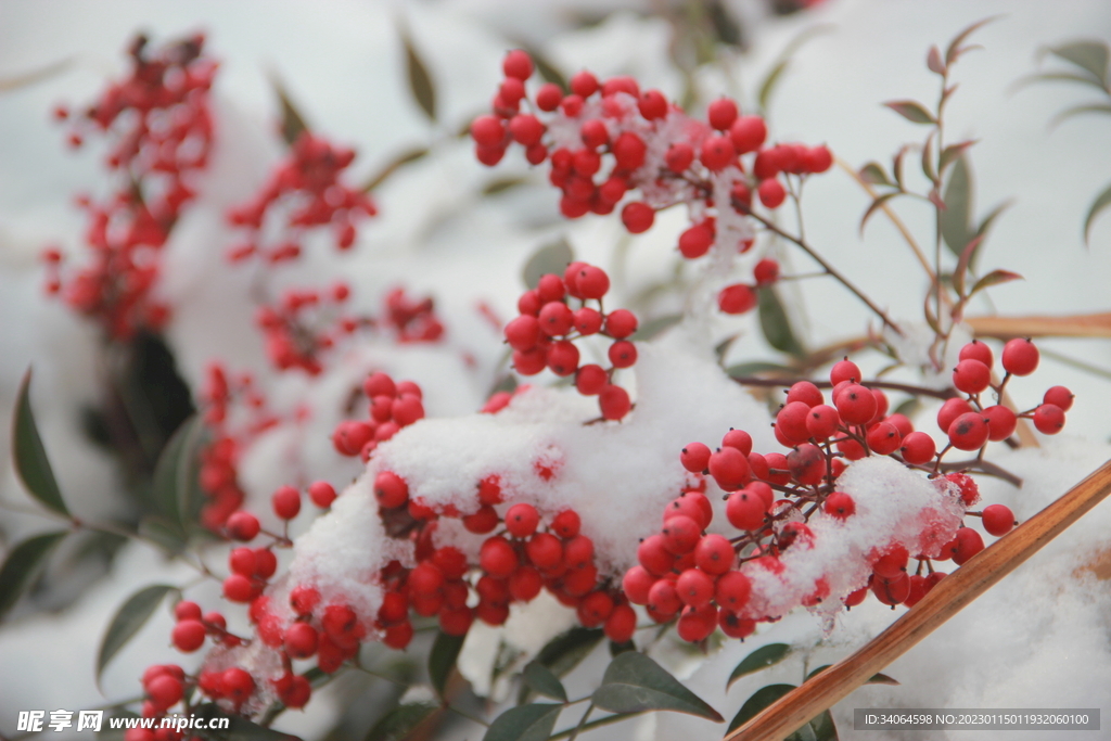 白雪与红豆