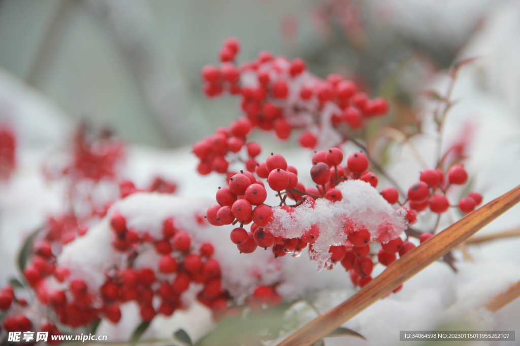 雪天红豆