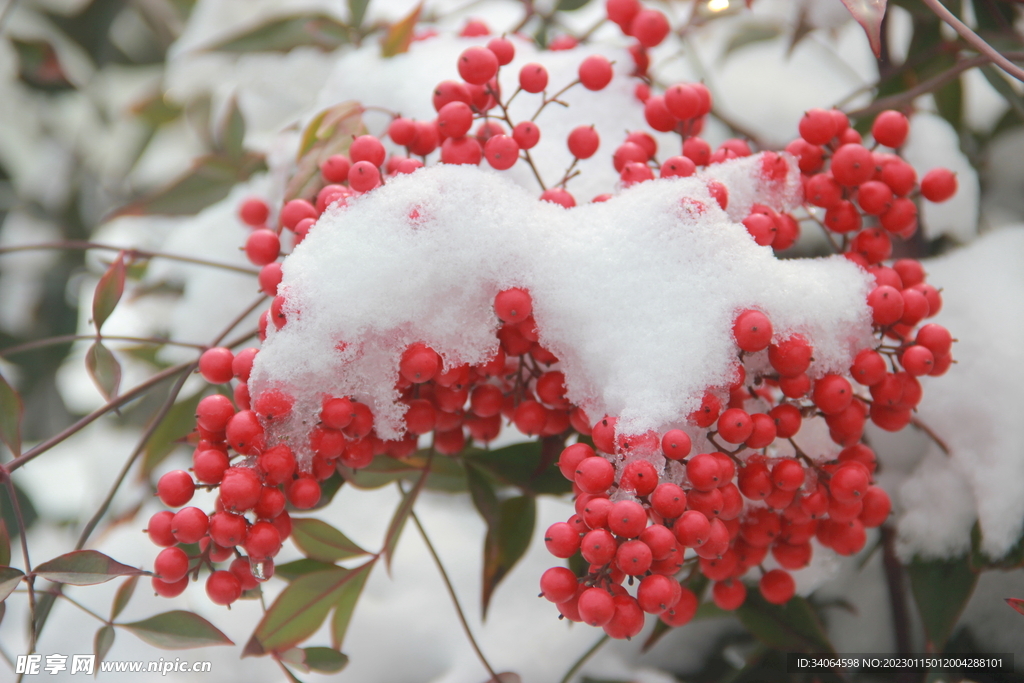 红豆瑞雪