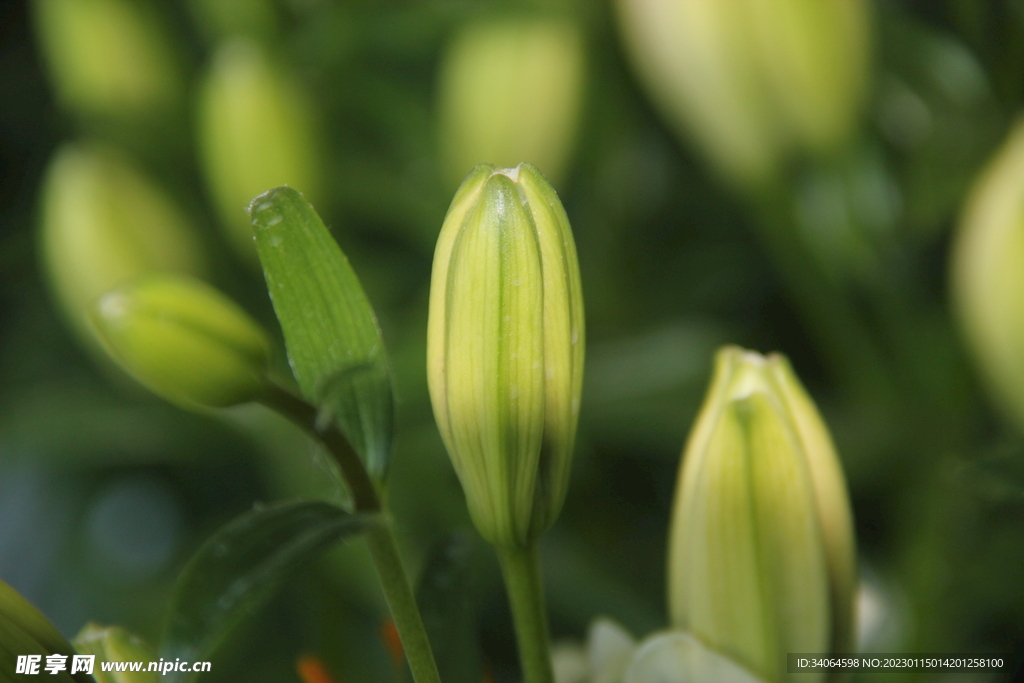 百合花蕾