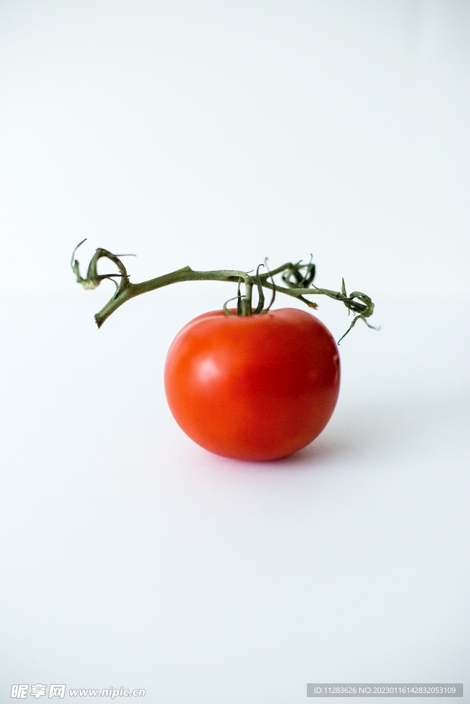 白底番茄摄影