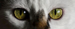 猫眼