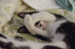 懒猫