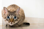 猫咪