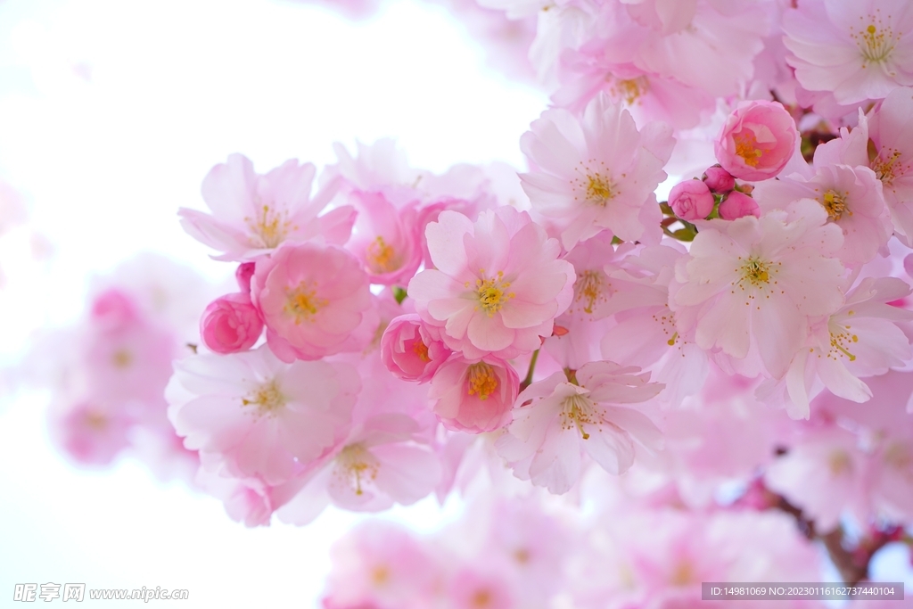 粉色的 樱花 花朵 枝杈 粉红