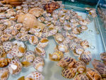 海鲜香螺