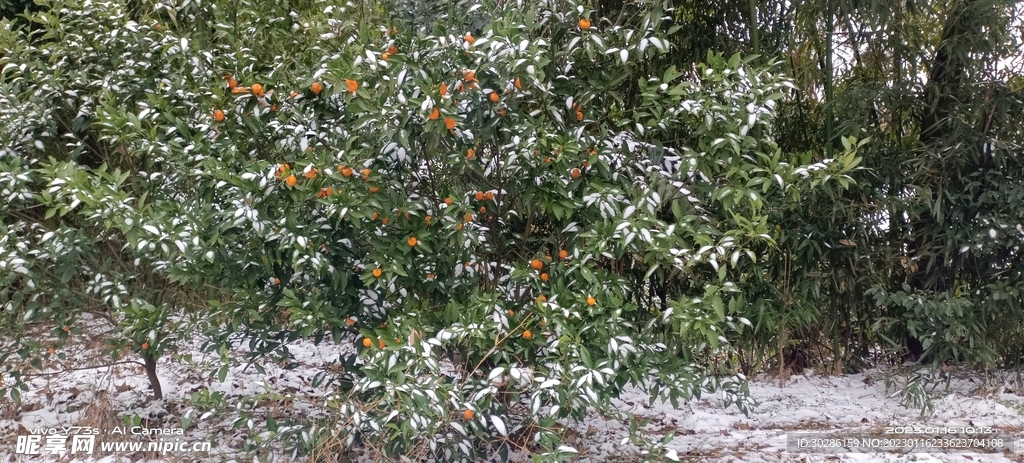 雪中的橘子树