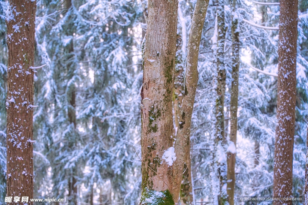 雪景