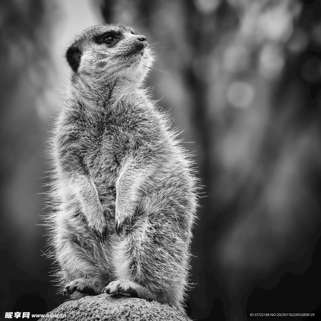 猫鼬
