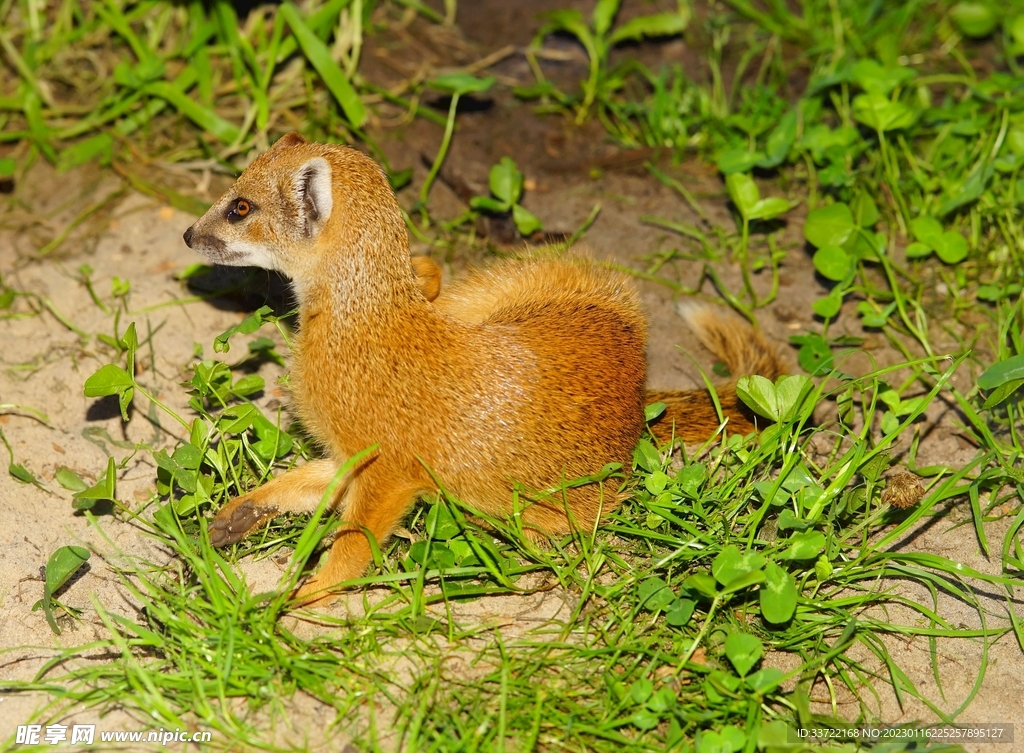 猫鼬