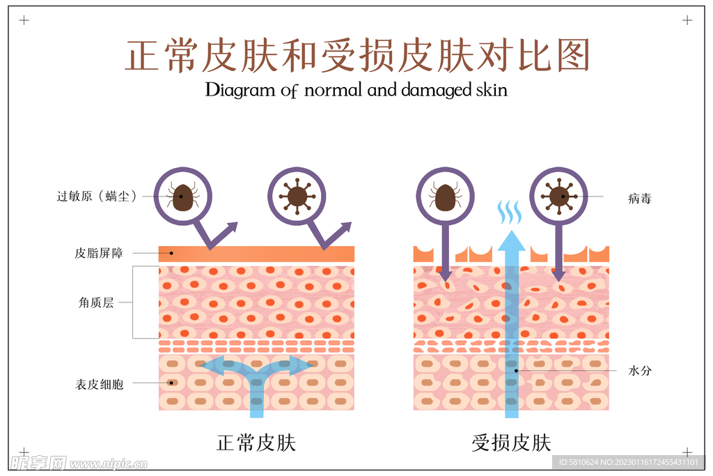 正常皮肤和受损皮肤对比图