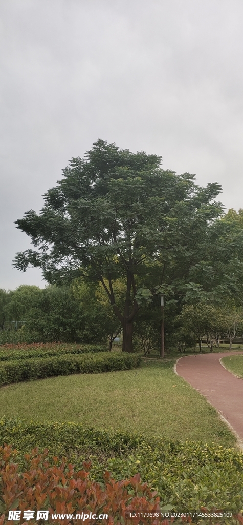 植物层次