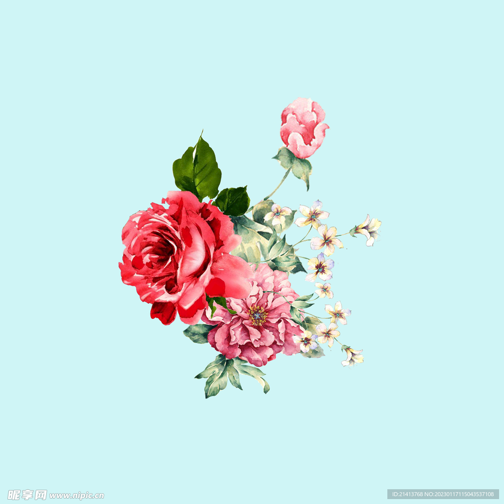手绘水彩月季 