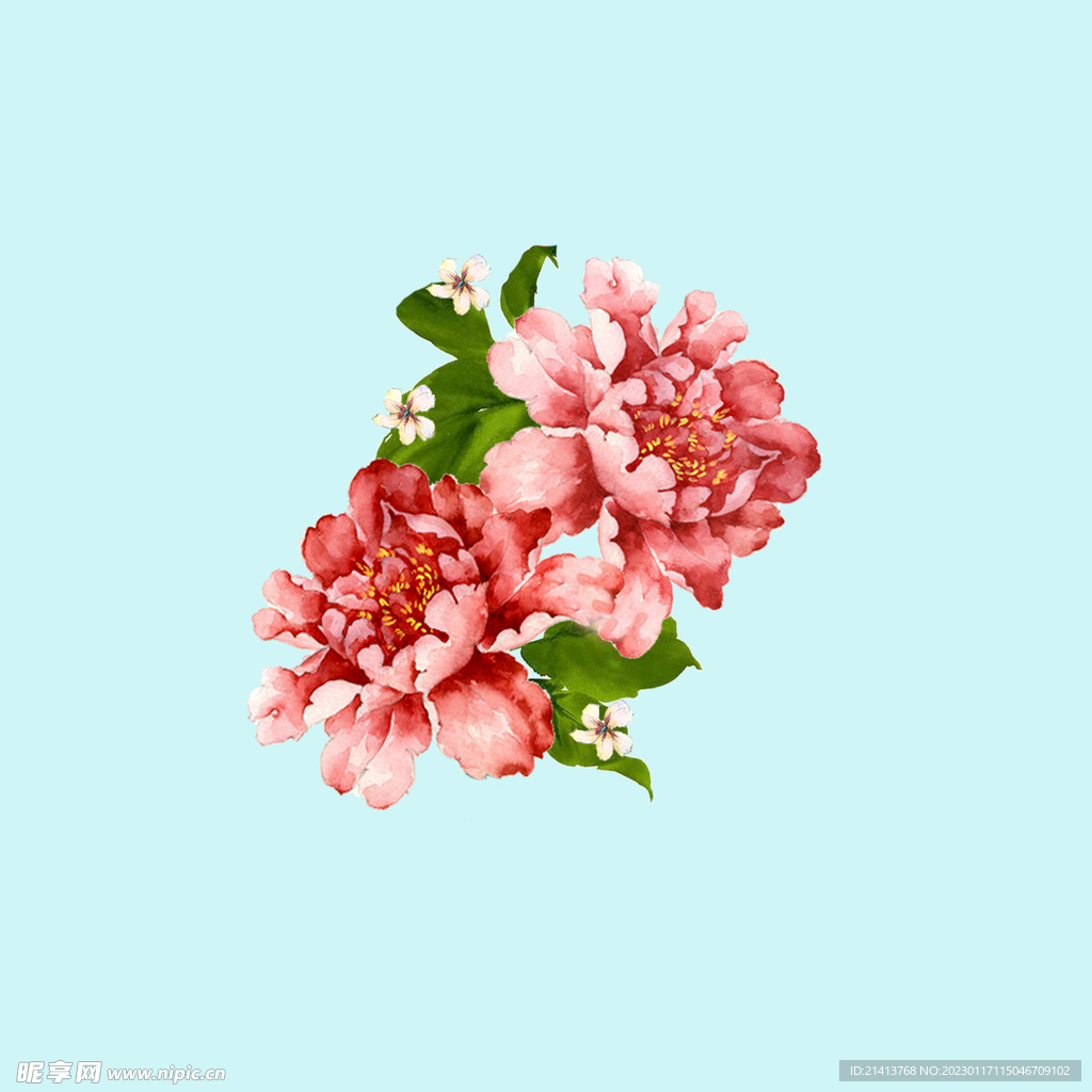 手绘水彩月季 
