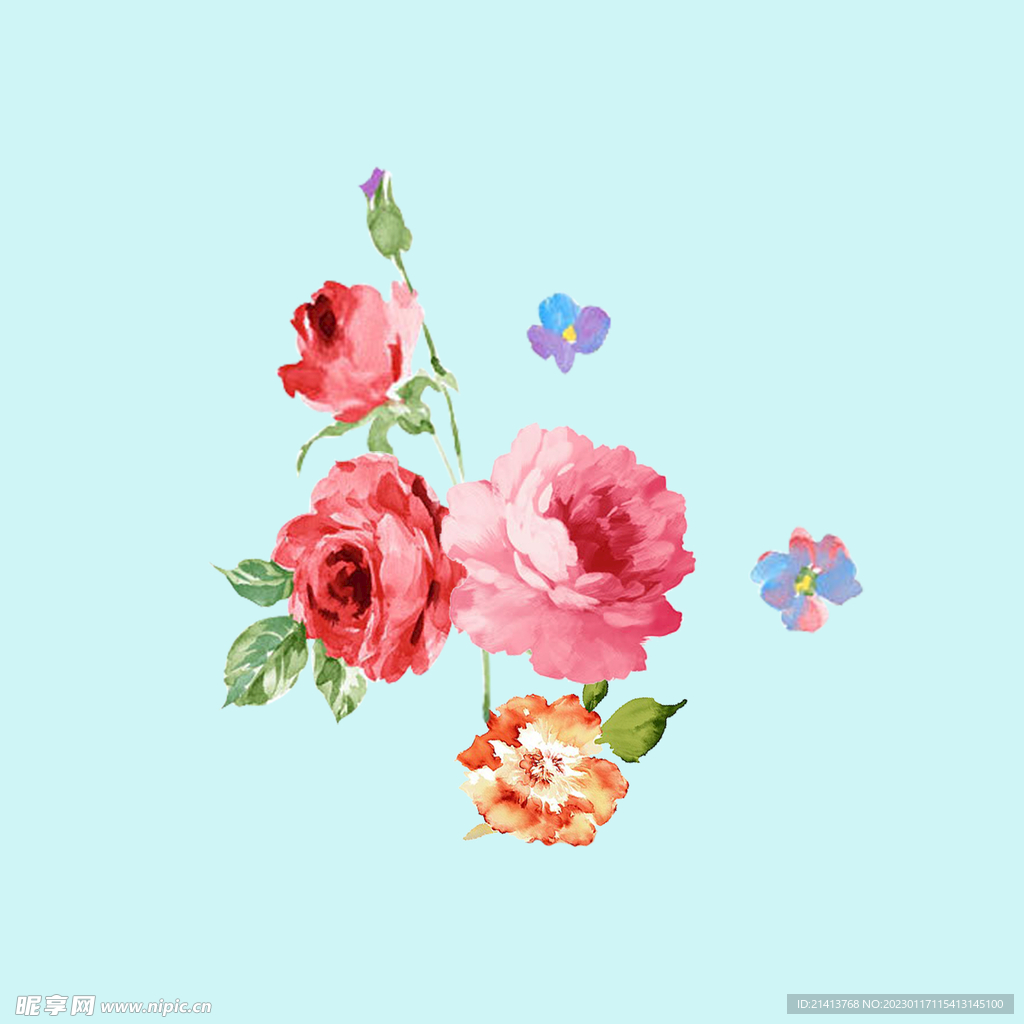 手绘水彩月季 