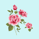 玫瑰花朵花卉