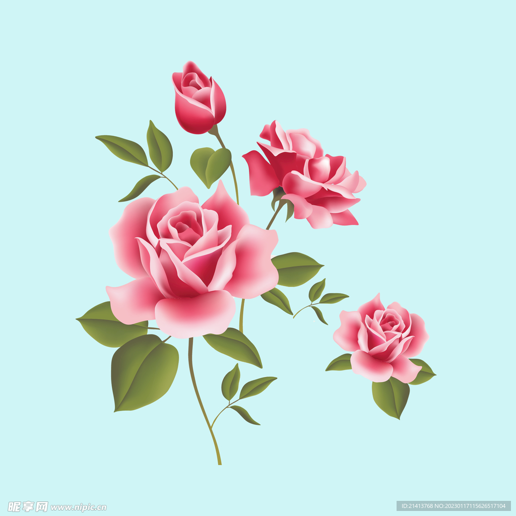 玫瑰花朵花卉