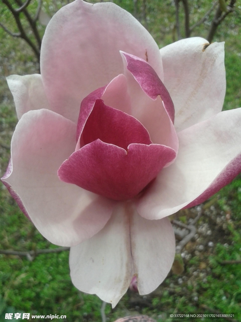玉兰花