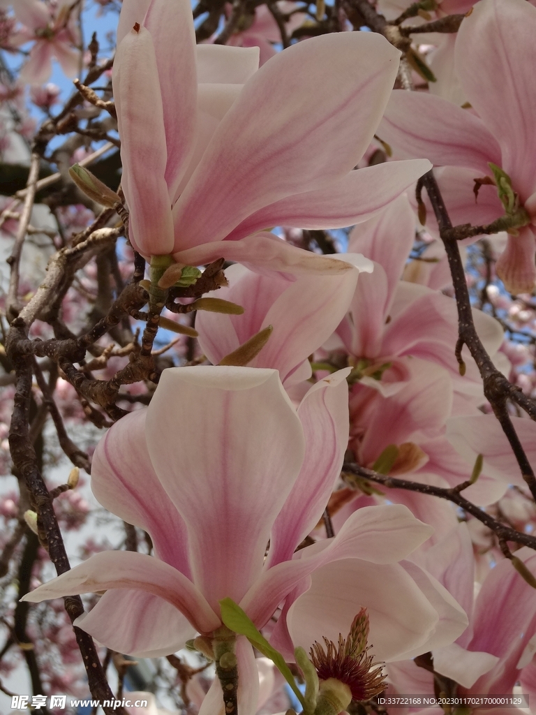 玉兰花