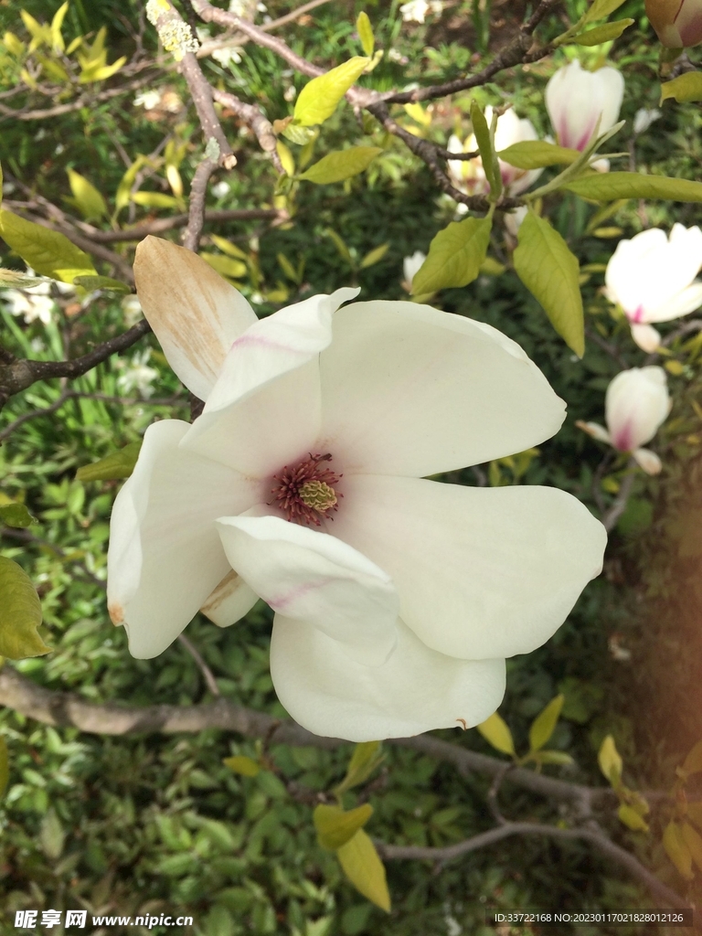 玉兰花