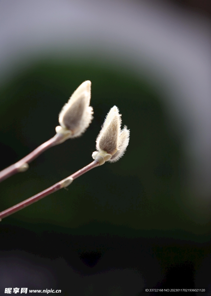 玉兰花