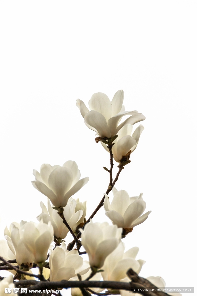 玉兰花
