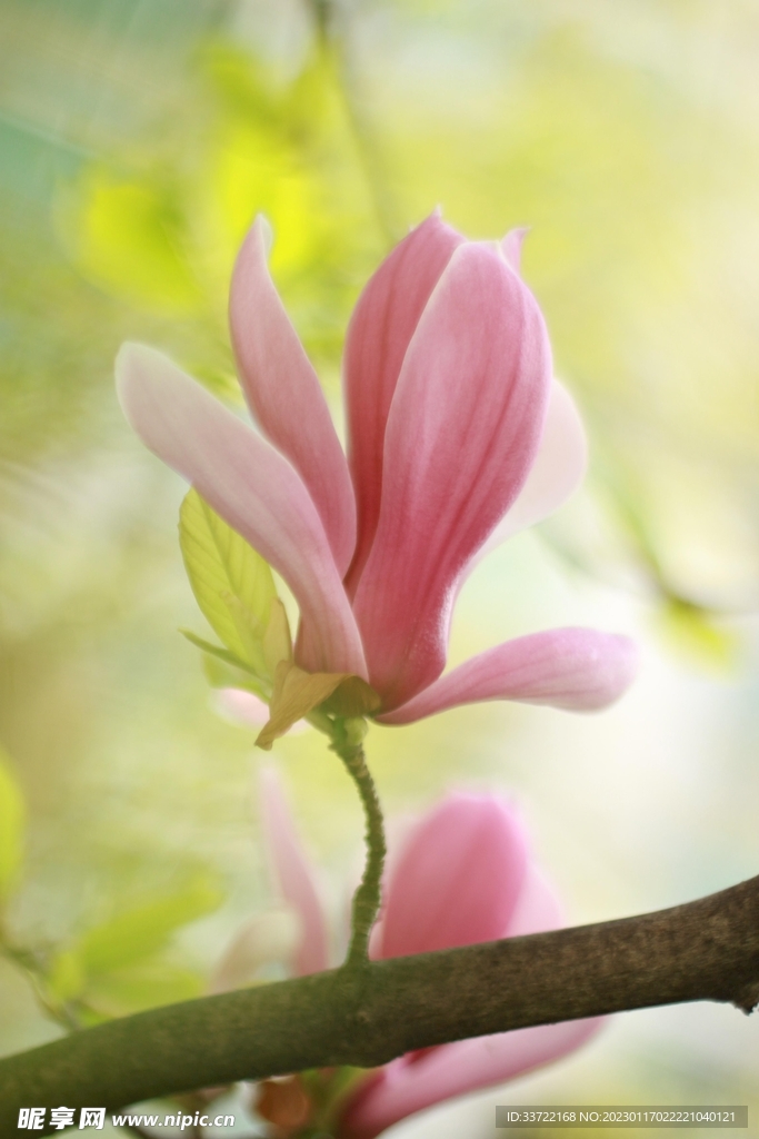 玉兰花