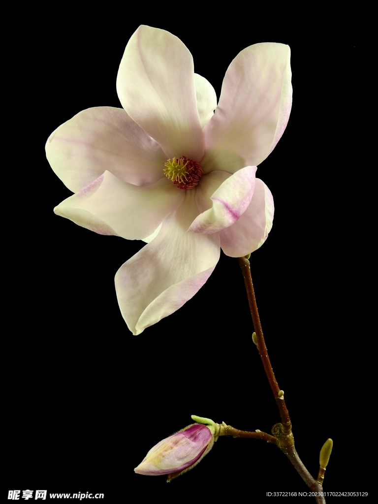 玉兰花