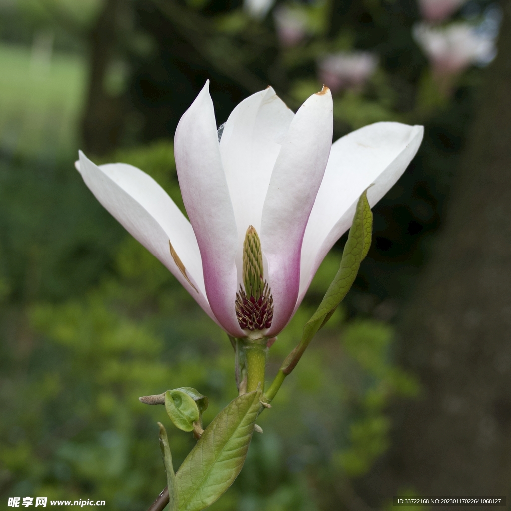 玉兰花