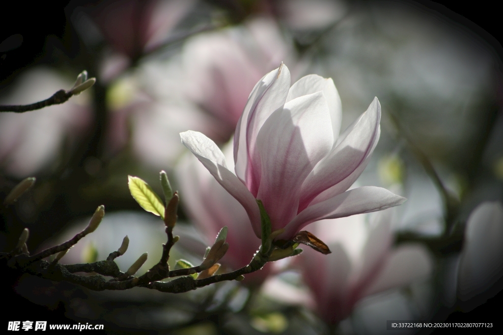 玉兰花