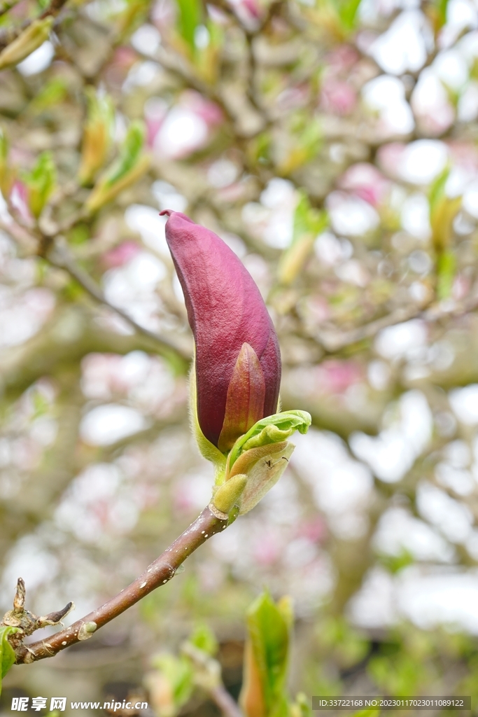 玉兰花