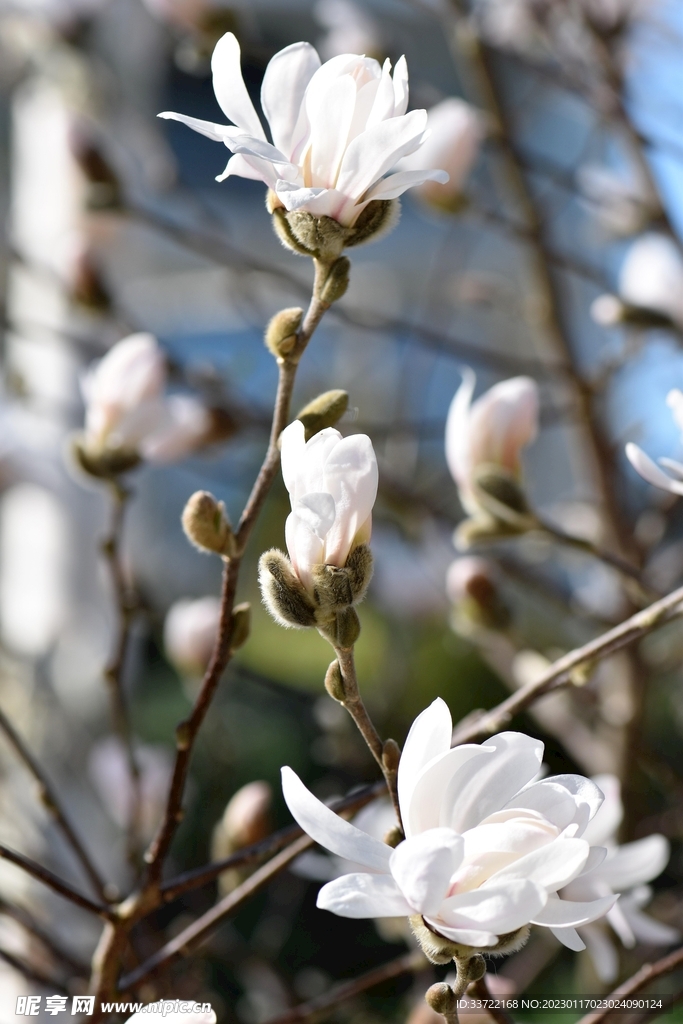 玉兰花