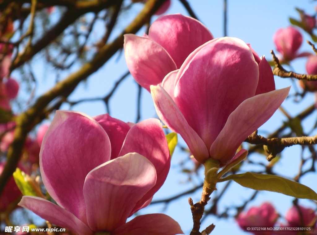 玉兰花