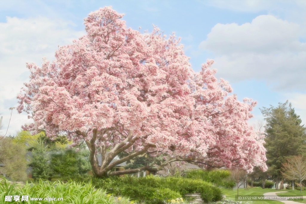 玉兰花