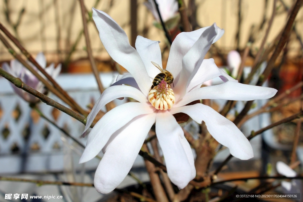 玉兰花