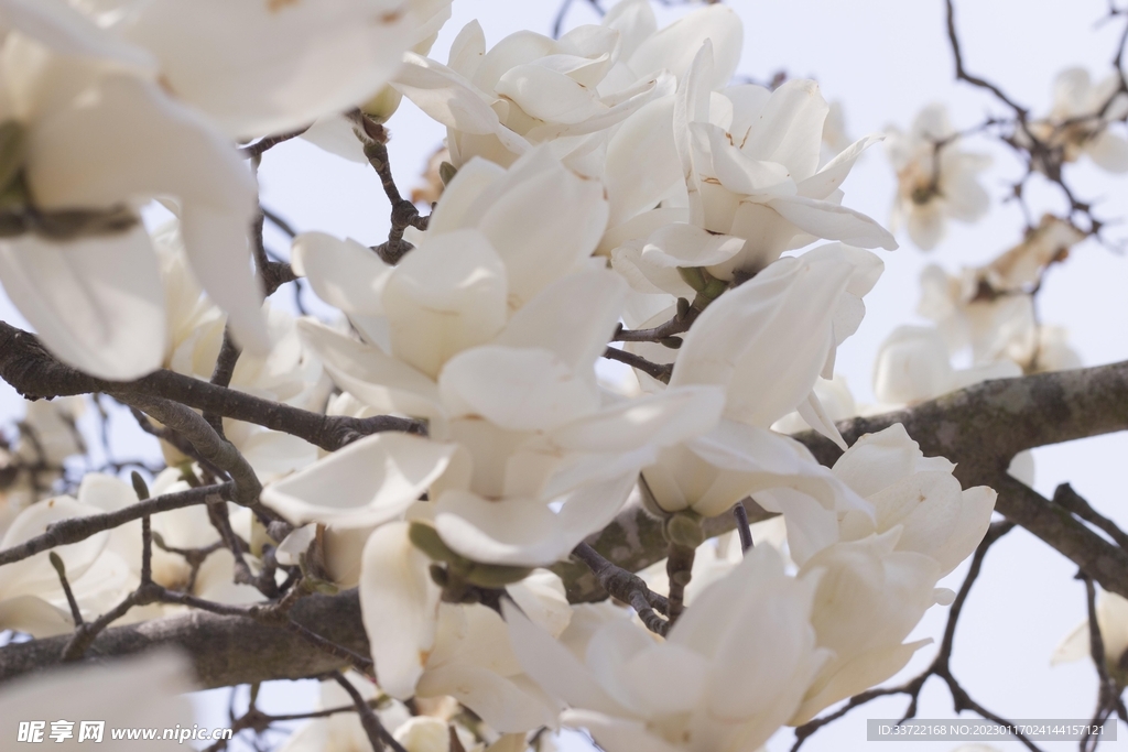 玉兰花