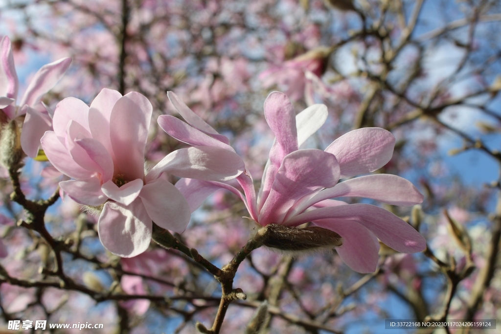 玉兰花