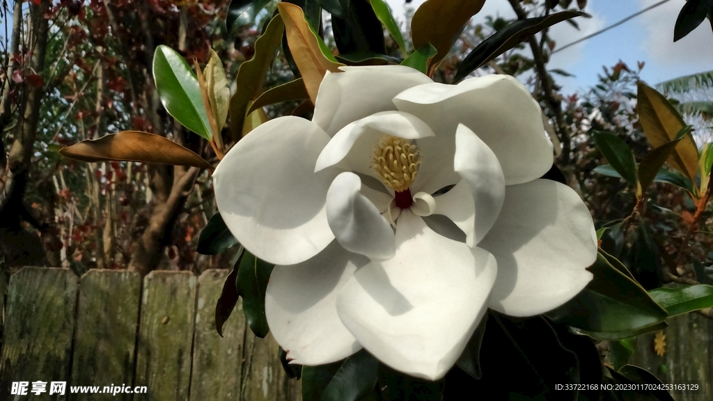玉兰花