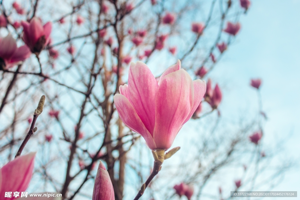 玉兰花