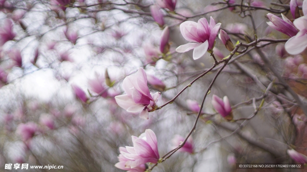 玉兰花